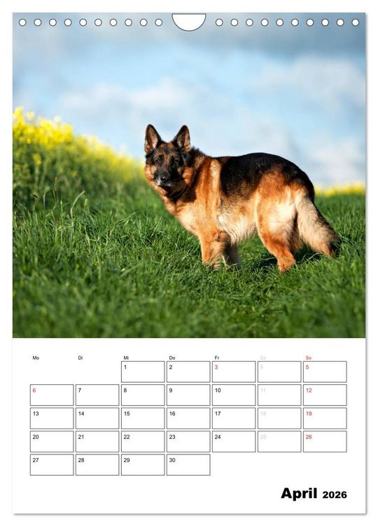 Produktbild: Deutsche Sch&auml;ferhunde - Seelentr&ouml;ster auf vier Pfoten (Wandkalender 2026 DIN A4 hoch), CALVENDO Monatskalender