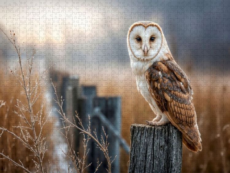 Produktbild: CALVENDO Puzzle Die Schleiereule, lautlos und anmutig | 1000 Teile Lege-Gr&ouml;&szlig;e 64x48cm Foto-Puzzle f&uuml;r gl&uuml;ckliche Stunden