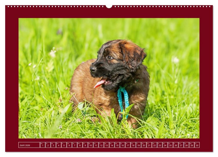 Produktbild: Herz auf vier Pfoten - Briard (Wandkalender 2026 DIN A2 quer), CALVENDO Monatskalender