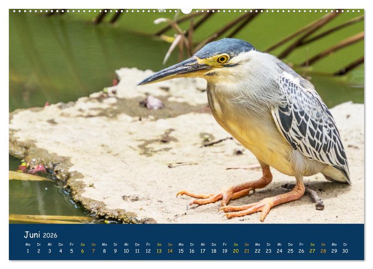 Produktbild: Faszinierende Tierwelt von Mauritius - Magische Momente der Natur (hochwertiger Premium Wandkalender 2026 DIN A2 quer), Kunstdruck in Hochglanz