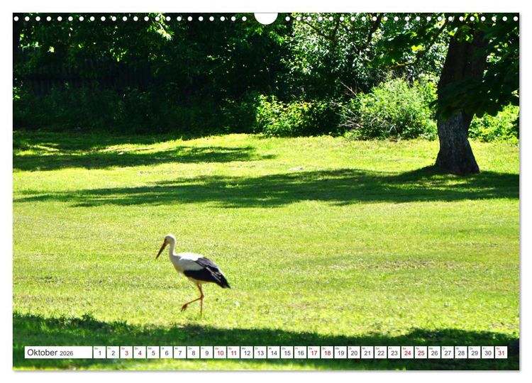 Produktbild: Alle St&ouml;rche sind schon da - Ein Dorf in Ostpreu&szlig;en und seine Sommerg&auml;ste (Wandkalender 2026 DIN A3 quer), CALVENDO Monatskalender
