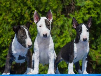 Produktbild: CALVENDO Puzzle Bullterrier | 1000 Teile Lege-Gr&ouml;&szlig;e 64x48cm Foto-Puzzle f&uuml;r gl&uuml;ckliche Stunden