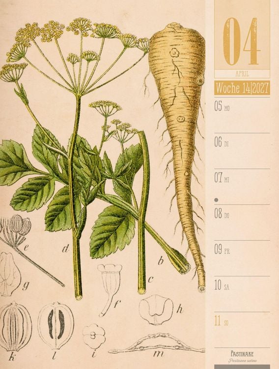 Produktbild: Culinarium Wochenplaner Kalender 2027 | K&uuml;che, Kr&auml;uter, Kurioses