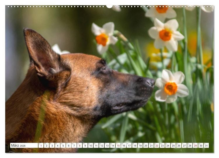 Produktbild: Malinois - belgischer Sch&auml;ferhund (hochwertiger Premium Wandkalender 2026 DIN A2 quer), Kunstdruck in Hochglanz