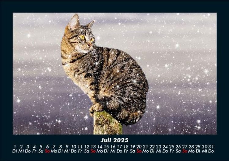 Produktbild: F&uuml;r Katzenfreunde 2025 Fotokalender DIN A5