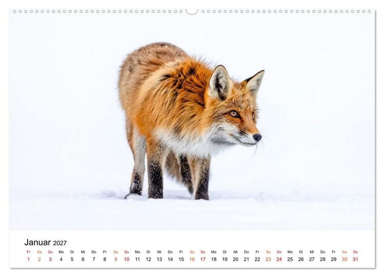 Produktbild: F&uuml;chse - Wanderer durch Moos und Farn (Wandkalender 2027 DIN A2 quer), CALVENDO Monatskalender