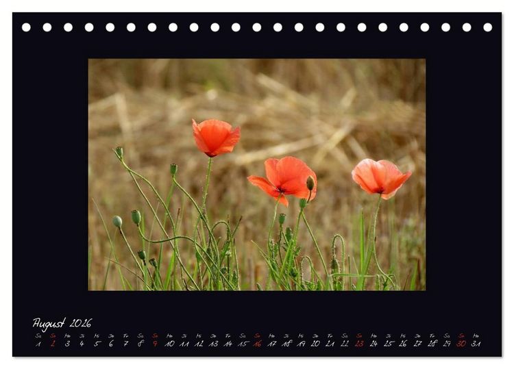 Produktbild: MOHNographie (Tischkalender 2026 DIN A5 quer), CALVENDO Monatskalender