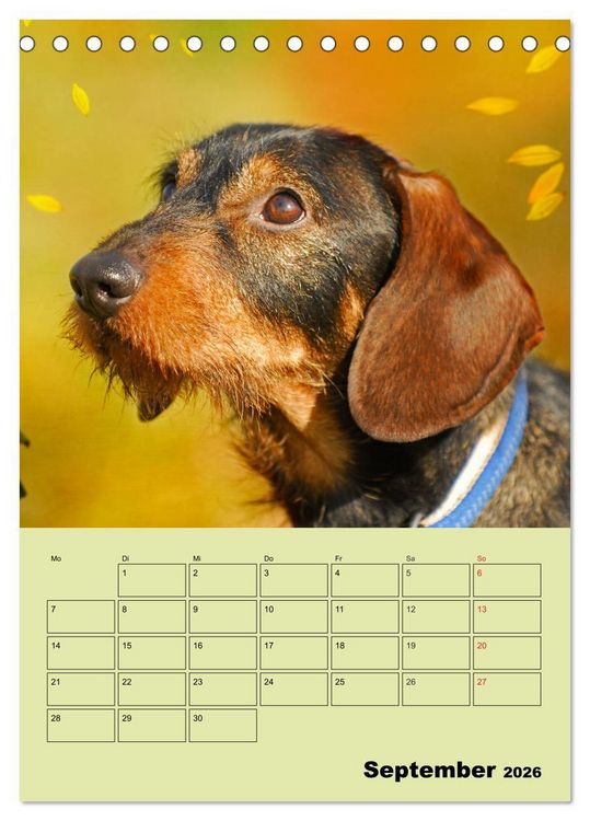 Produktbild: Dackeltr&auml;ume - Ein Familienplaner f&uuml;r das Jahr (Tischkalender 2026 DIN A5 hoch), CALVENDO Monatskalender