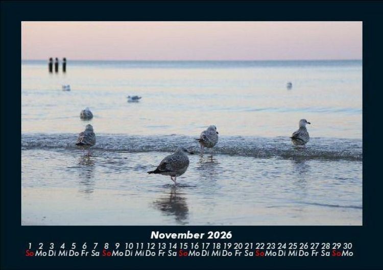 Produktbild: M&ouml;wen 2026 Fotokalender DIN A5