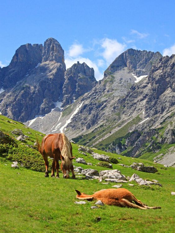Produktbild: CALVENDO Puzzle Haflinger im oberen Rinderfeld | 1000 Teile Lege-Gr&ouml;&szlig;e 64x48cm Foto-Puzzle f&uuml;r gl&uuml;ckliche Stunden
