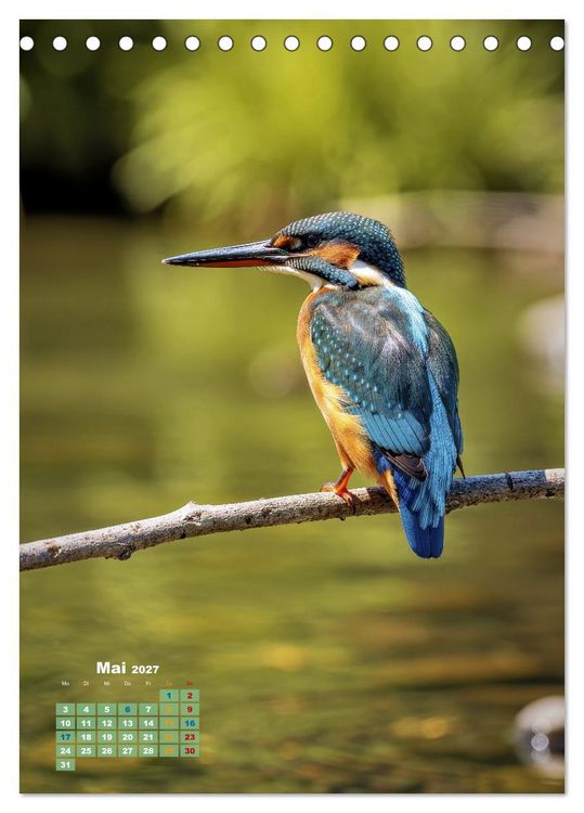 Produktbild: Bunte Eisv&ouml;gel (Tischkalender 2027 DIN A5 hoch), CALVENDO Monatskalender