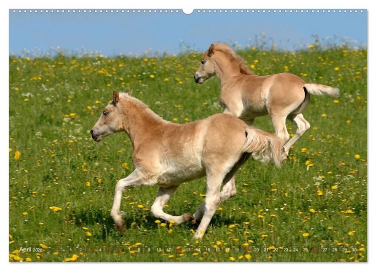 Produktbild: Haflinger Sch&ouml;nheiten (hochwertiger Premium Wandkalender 2026 DIN A2 quer), Kunstdruck in Hochglanz
