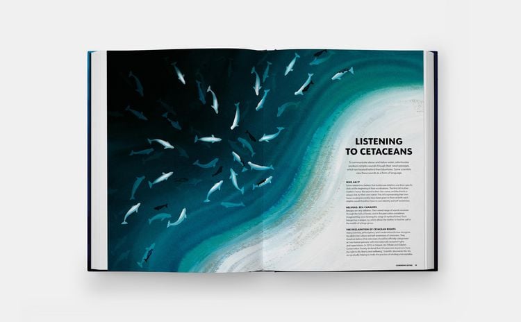 Produktbild: Mysteries of Marine Mammals: An Illustrated Guide to Whales, Dolphins, and Porpoises (2025)