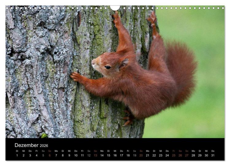 Produktbild: Eichh&ouml;rnchen (Wandkalender 2026 DIN A3 quer), CALVENDO Monatskalender