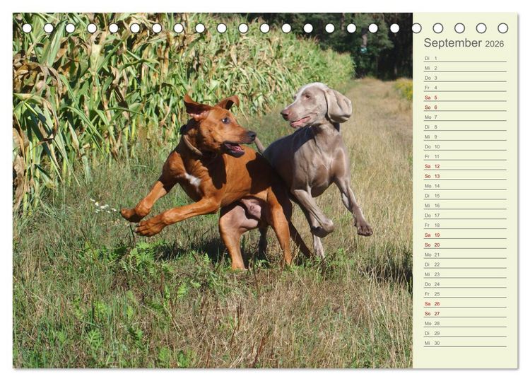 Produktbild: Rhodesian Ridgeback - Jung, wild, zuckers&uuml;&szlig; (Tischkalender 2026 DIN A5 quer), CALVENDO Monatskalender