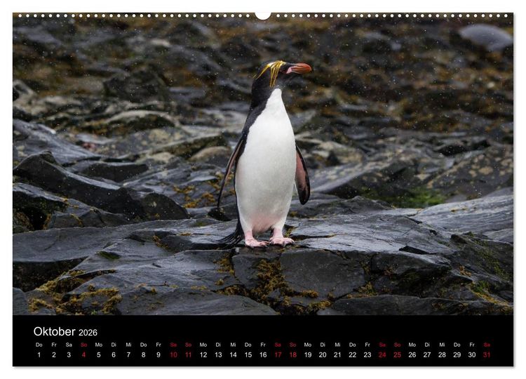 Produktbild: Pinguine - sympathische Fracktr&auml;ger im eisigen S&uuml;den (Wandkalender 2026 DIN A2 quer), CALVENDO Monatskalender