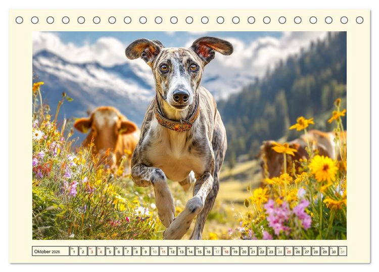 Produktbild: Whippet Wunder. Grazile Hunde mit sanfter Kraft und feiner Seele (Tischkalender 2026 DIN A5 quer), CALVENDO Monatskalender