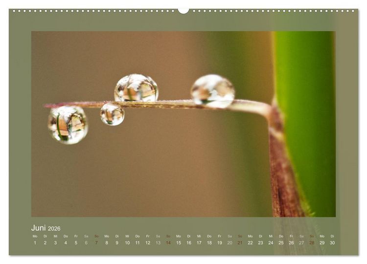 Produktbild: Bambus (hochwertiger Premium Wandkalender 2026 DIN A2 quer), Kunstdruck in Hochglanz