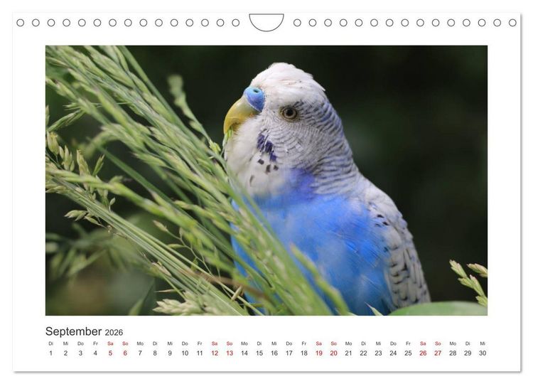 Produktbild: Wellensittichkalender! - Das Original (Wandkalender 2026 DIN A4 quer), CALVENDO Monatskalender