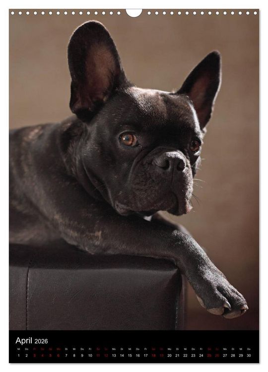 Produktbild: Bullys mit Charme - Franz&ouml;sische Bulldoggen im Portrait (Wandkalender 2026 DIN A3 hoch), CALVENDO Monatskalender