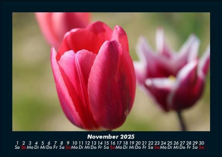 Produktbild: Blumenzauber 2025 Fotokalender DIN A5