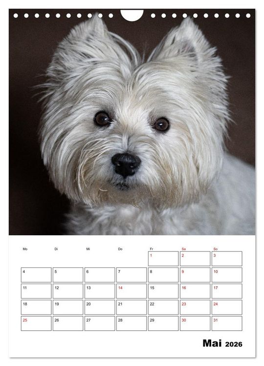 Produktbild: West Highland White Terrier - Herzensbrecher auf vier Pfoten (Wandkalender 2026 DIN A4 hoch), CALVENDO Monatskalender