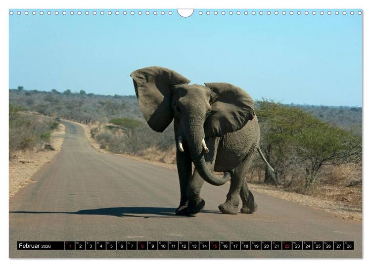 Produktbild: S&uuml;dafrika (Wandkalender 2026 DIN A3 quer), CALVENDO Monatskalender