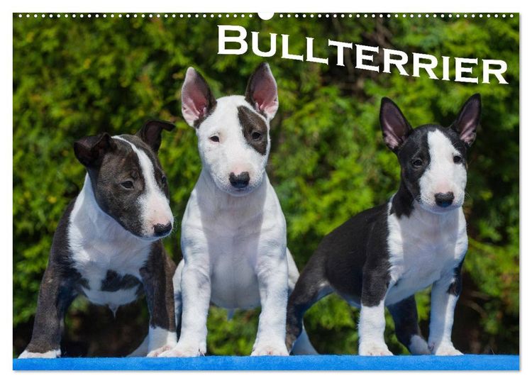 Produktbild: Bullterrier (Wandkalender 2026 DIN A2 quer), CALVENDO Monatskalender