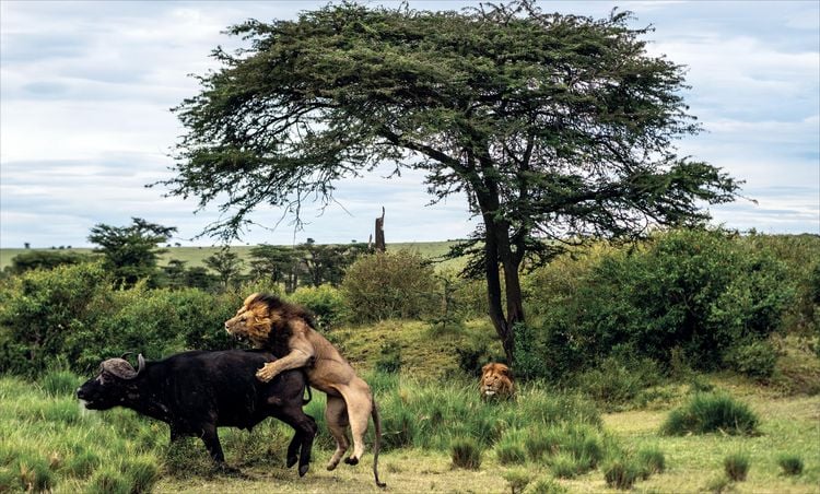 Produktbild: Die Seele Afrikas
