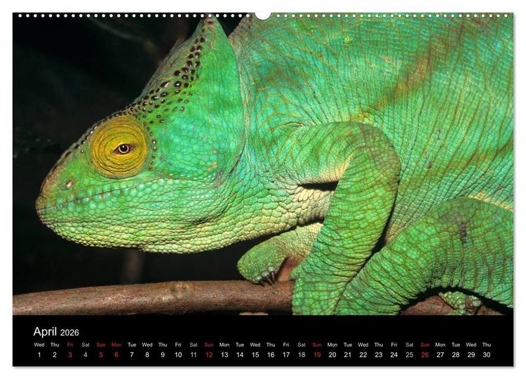 Produktbild: Chameleons Monsters of the African Bush (High Quality Premium Wall Calendar 2026 DIN A2 landscape),CALVENDO 12 Month Wall Calendar