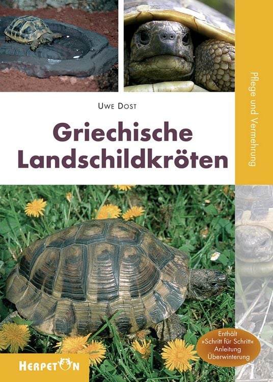 Produktbild: Griechische Landschildkr&ouml;ten