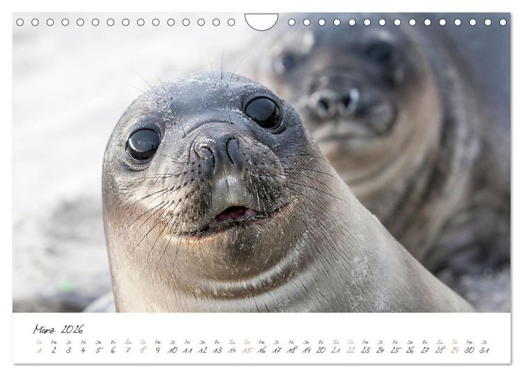 Produktbild: Tierisches von den Falklandinseln (Wandkalender 2026 DIN A4 quer), CALVENDO Monatskalender