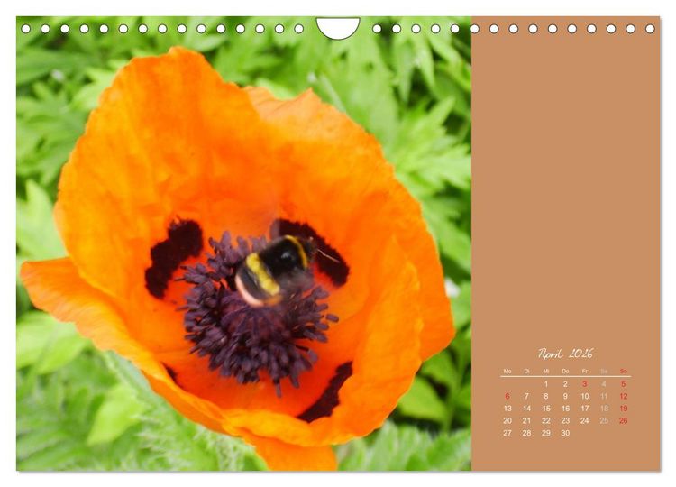 Produktbild: Gartentr&auml;ume (Wandkalender 2026 DIN A4 quer), CALVENDO Monatskalender