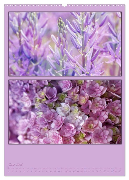 Produktbild: Colours of Nature / UK-Version (High Quality Premium Wall Calendar 2026 DIN A2 portrait),CALVENDO 12 Month Wall Calendar