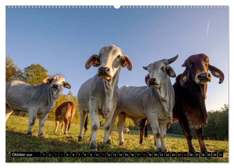 Produktbild: Kuh und Co. (Wandkalender 2026 DIN A2 quer), CALVENDO Monatskalender