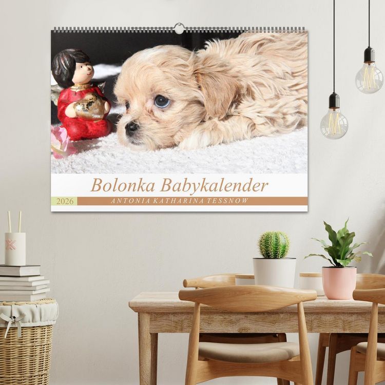 Produktbild: Bolonka Babykalender 2026 (Wandkalender 2026 DIN A2 quer), CALVENDO Monatskalender