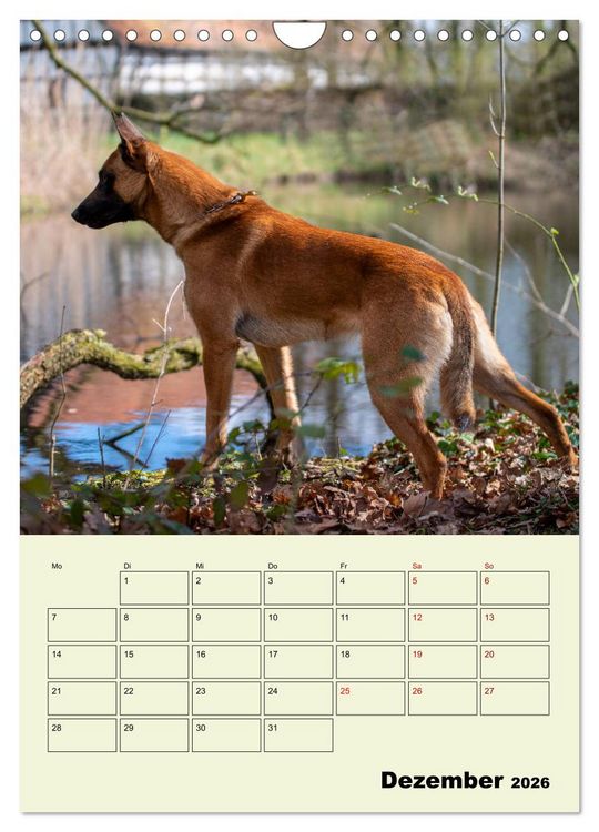 Produktbild: Malinois verl&auml;ssliche Begleiter (Wandkalender 2026 DIN A4 hoch), CALVENDO Monatskalender