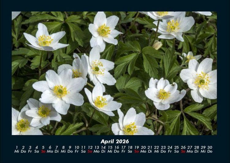 Produktbild: Blumenzauber 2026 Fotokalender DIN A4
