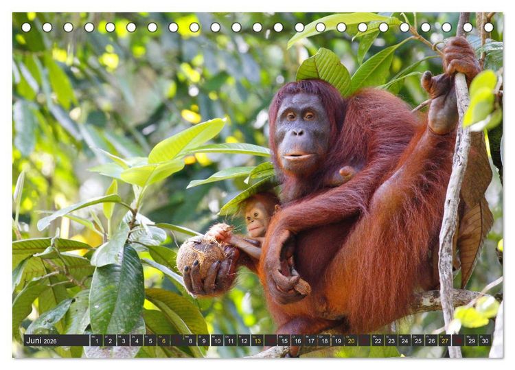 Produktbild: Waldmenschen - Orang Utans auf Borneo (Tischkalender 2026 DIN A5 quer), CALVENDO Monatskalender