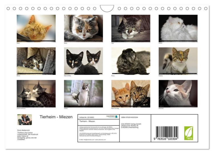 Produktbild: Tierheim - Miezen (Wandkalender 2026 DIN A4 quer), CALVENDO Monatskalender