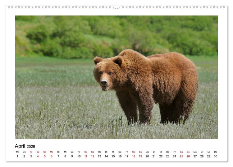 Produktbild: Braunb&auml;ren in Alaska (Wandkalender 2026 DIN A2 quer), CALVENDO Monatskalender
