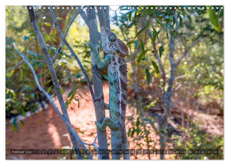 Produktbild: Tierisches Madagaskar (Wandkalender 2026 DIN A3 quer), CALVENDO Monatskalender