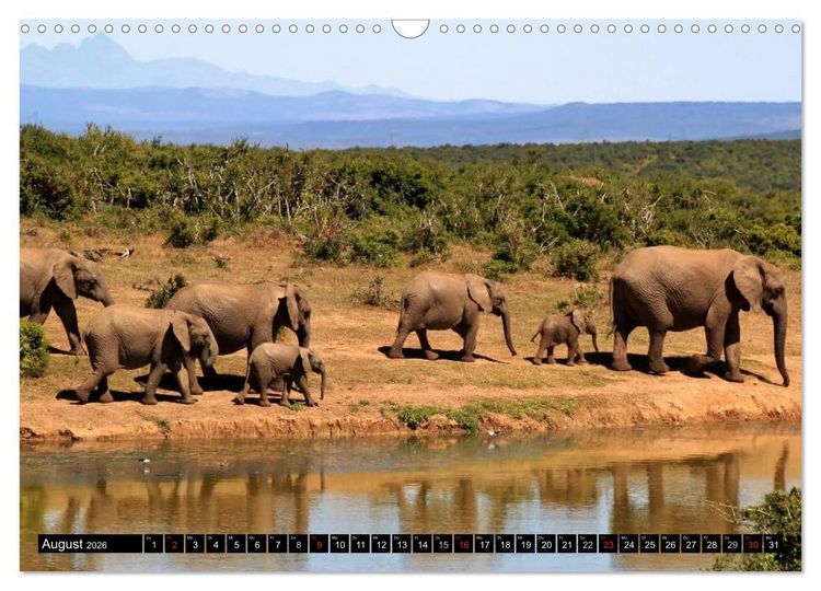 Produktbild: Wildes Leben in Afrika (Wandkalender 2026 DIN A3 quer), CALVENDO Monatskalender