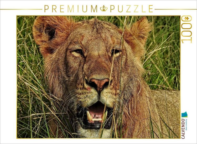 Produktbild: CALVENDO Puzzle L&ouml;we in der Masai Mara | 1000 Teile Lege-Gr&ouml;&szlig;e 64x48cm Foto-Puzzle f&uuml;r gl&uuml;ckliche Stunden