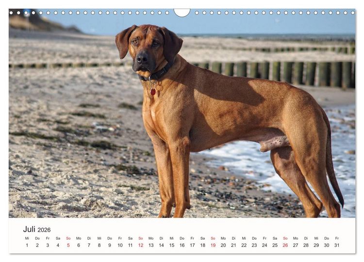 Produktbild: Rhodesian Ridgeback Sch&ouml;nheit aus Afrika (Wandkalender 2026 DIN A3 quer), CALVENDO Monatskalender