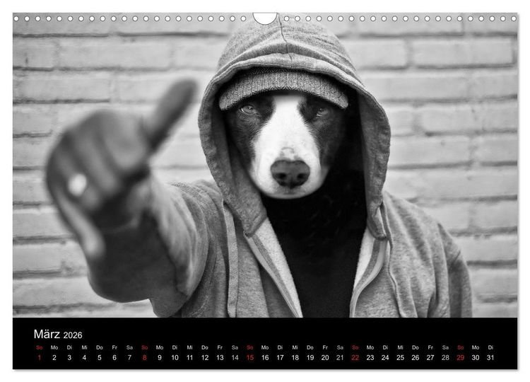 Produktbild: H&uuml;tehunde (Wandkalender 2026 DIN A3 quer), CALVENDO Monatskalender