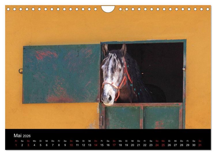 Produktbild: Caballos Spanische Pferde 2026 (Wandkalender 2026 DIN A4 quer), CALVENDO Monatskalender