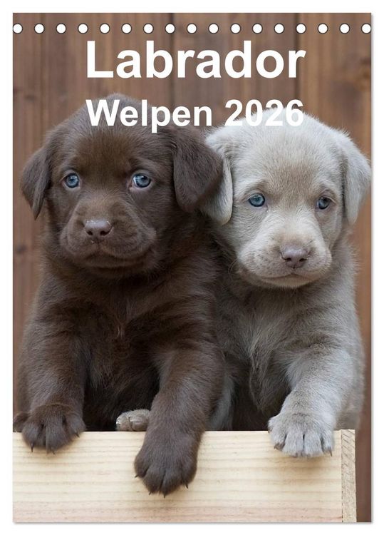 Produktbild: Labrador Welpen (Tischkalender 2026 DIN A5 hoch), CALVENDO Monatskalender
