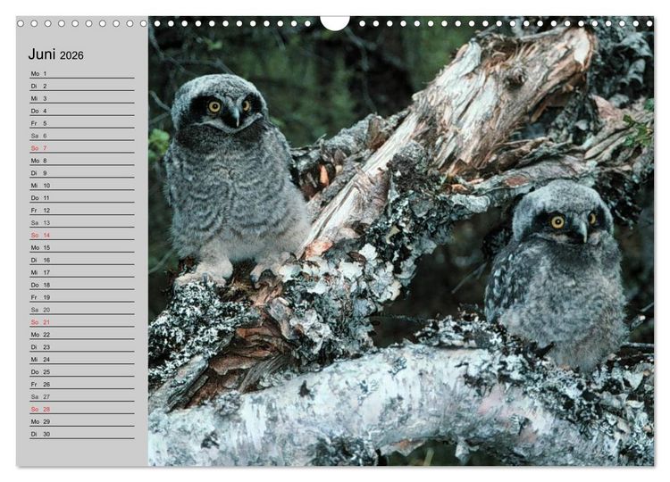 Produktbild: Eulen. W&auml;chter der Nacht (Wandkalender 2026 DIN A3 quer), CALVENDO Monatskalender