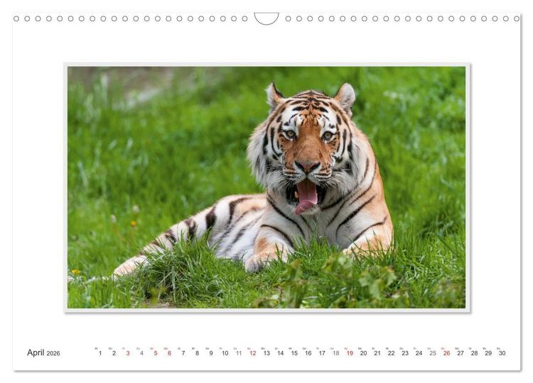 Produktbild: Emotionale Momente: Tiger - Kraft & Sch&ouml;nheit. / CH-Version (Wandkalender 2026 DIN A3 quer), CALVENDO Monatskalender